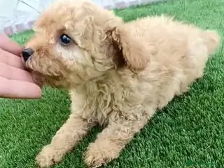 Caniche Toy perros Caniche macho apricot - Anuncio 1