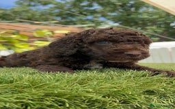 Perro de Agua Español perros en venta: PERRO DE AGUA ESPAÑOL - Imagen 12
