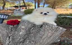 Pomerania perros en venta: Pomerania Hembra fotos actuales  - Imagen 1