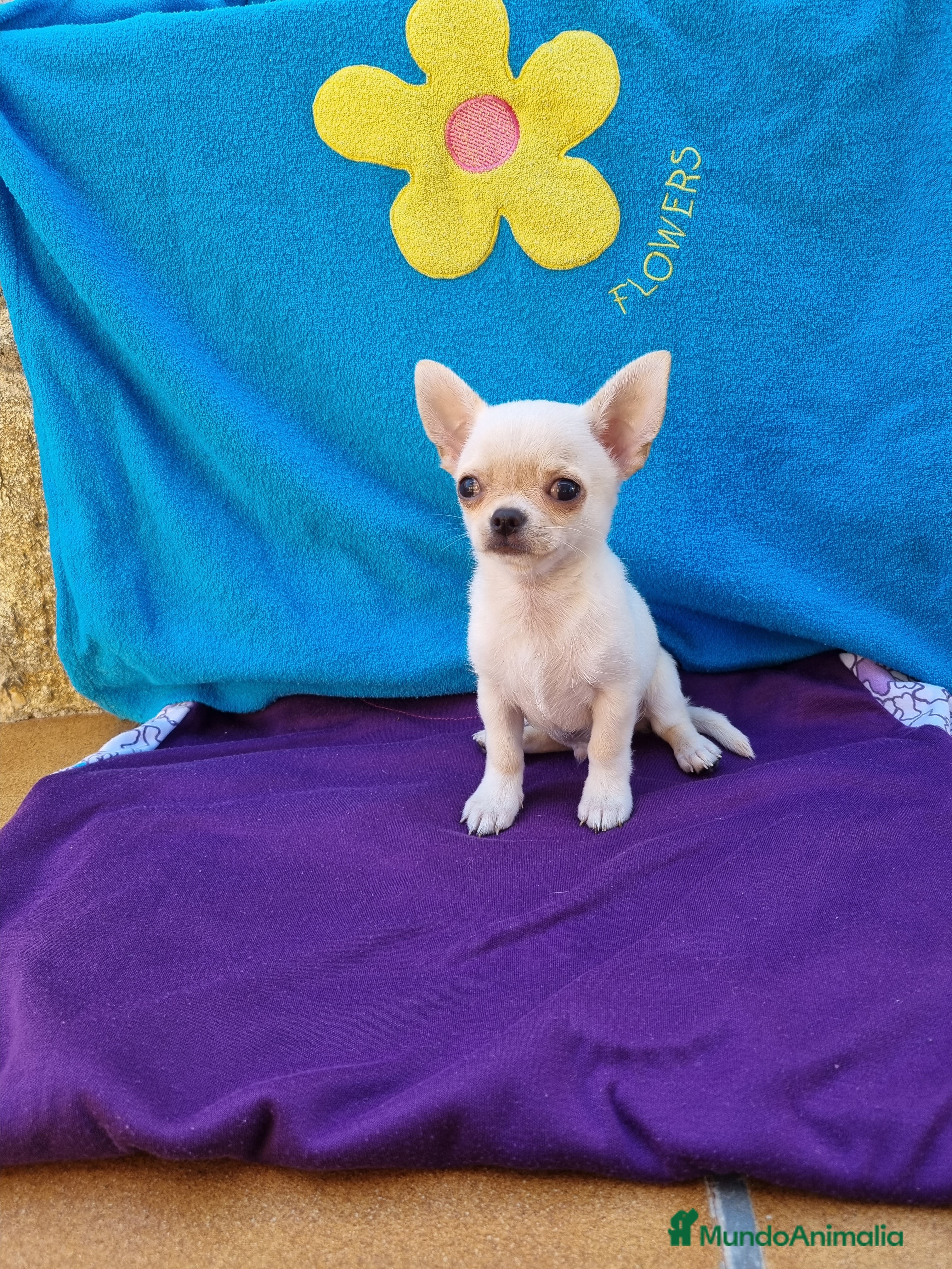 Chihuahua perros Chihuahuas  en Barcelona - Anuncio 34