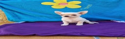 Chihuahua perros en venta: Chihuahuas  en Barcelona - Anuncio 1