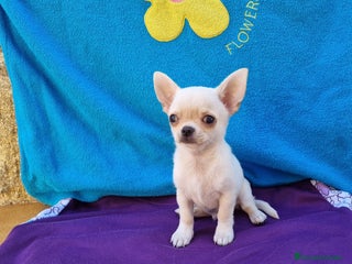Chihuahua perros en Barcelona - Anuncio 21