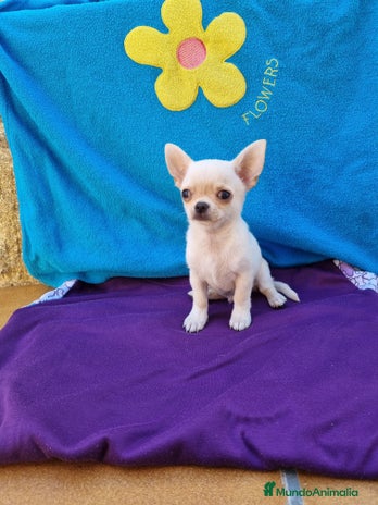 Chihuahua perros en Barcelona - Anuncio 10