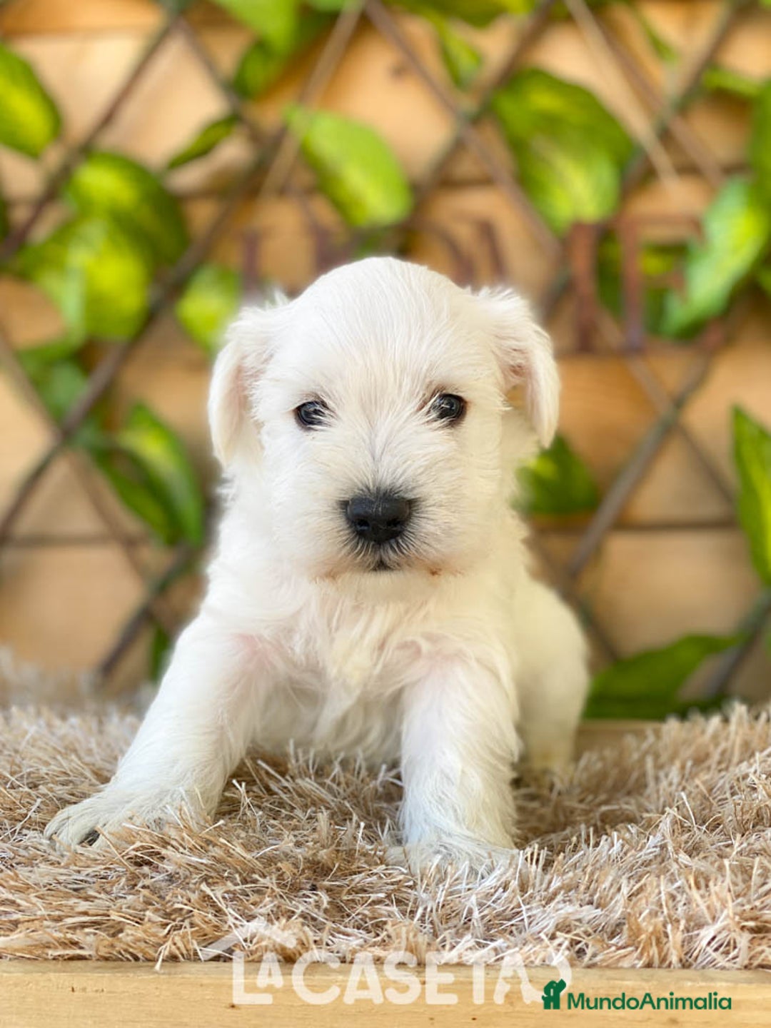 Schnauzer Miniatura perros en venta: Camada de Dalila - Imagen 9