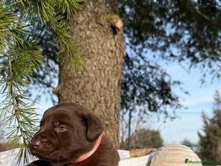 Labrador Retriever perros en Asturias - Anuncio 13