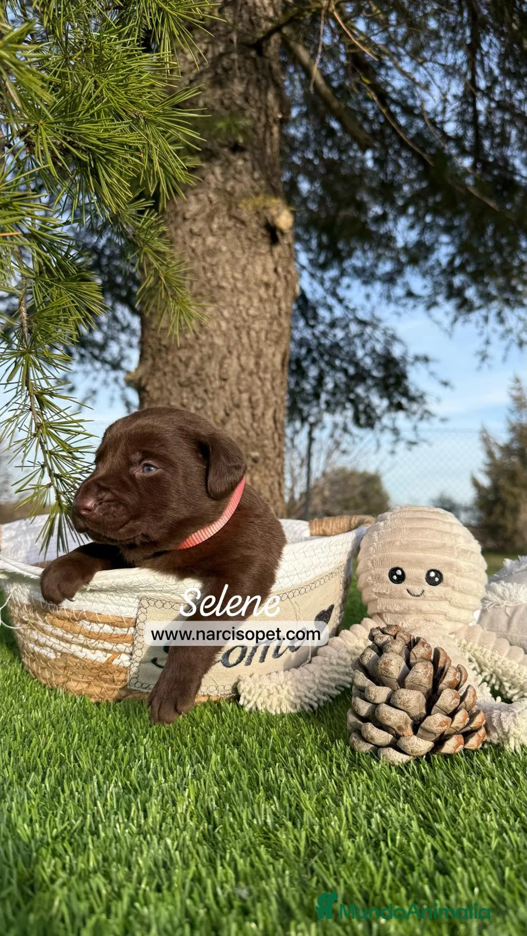 Labrador Retriever perros en venta: CRIA PROFESIONAL LABRADORES en Asturias - Anuncio 1