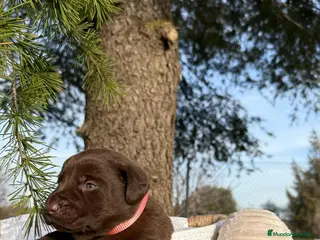 Labrador Retriever perros CRIA PROFESIONAL LABRADORES en Asturias - Anuncio 12