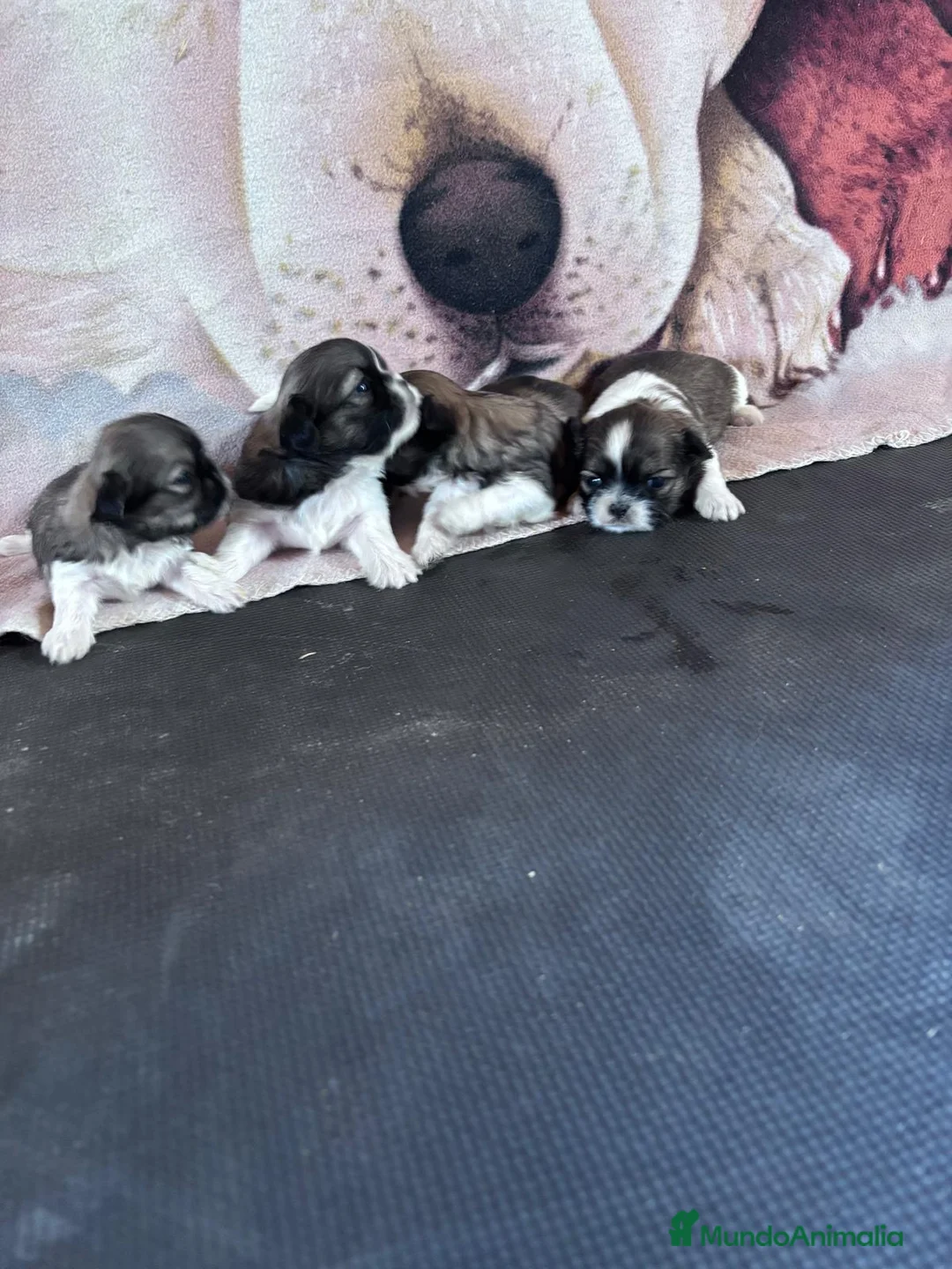 Shih Tzu perros en venta: Shitzu - Anuncio 2