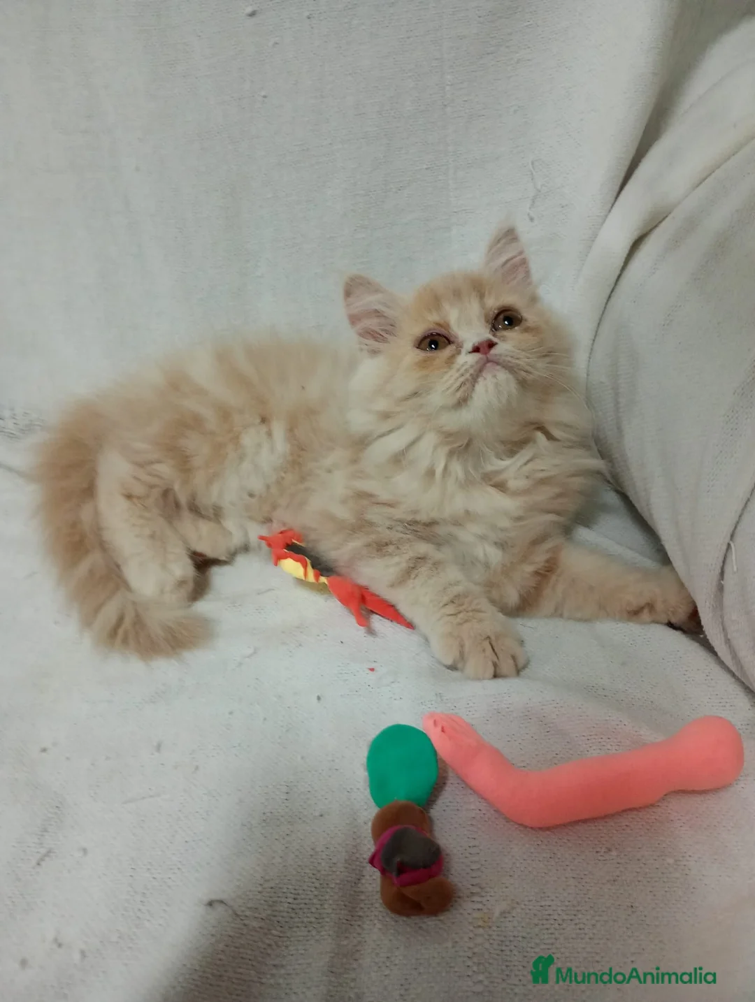 Exótico de Pelo Largo gatos en venta: Gatitos persa himalayo  - Anuncio 2