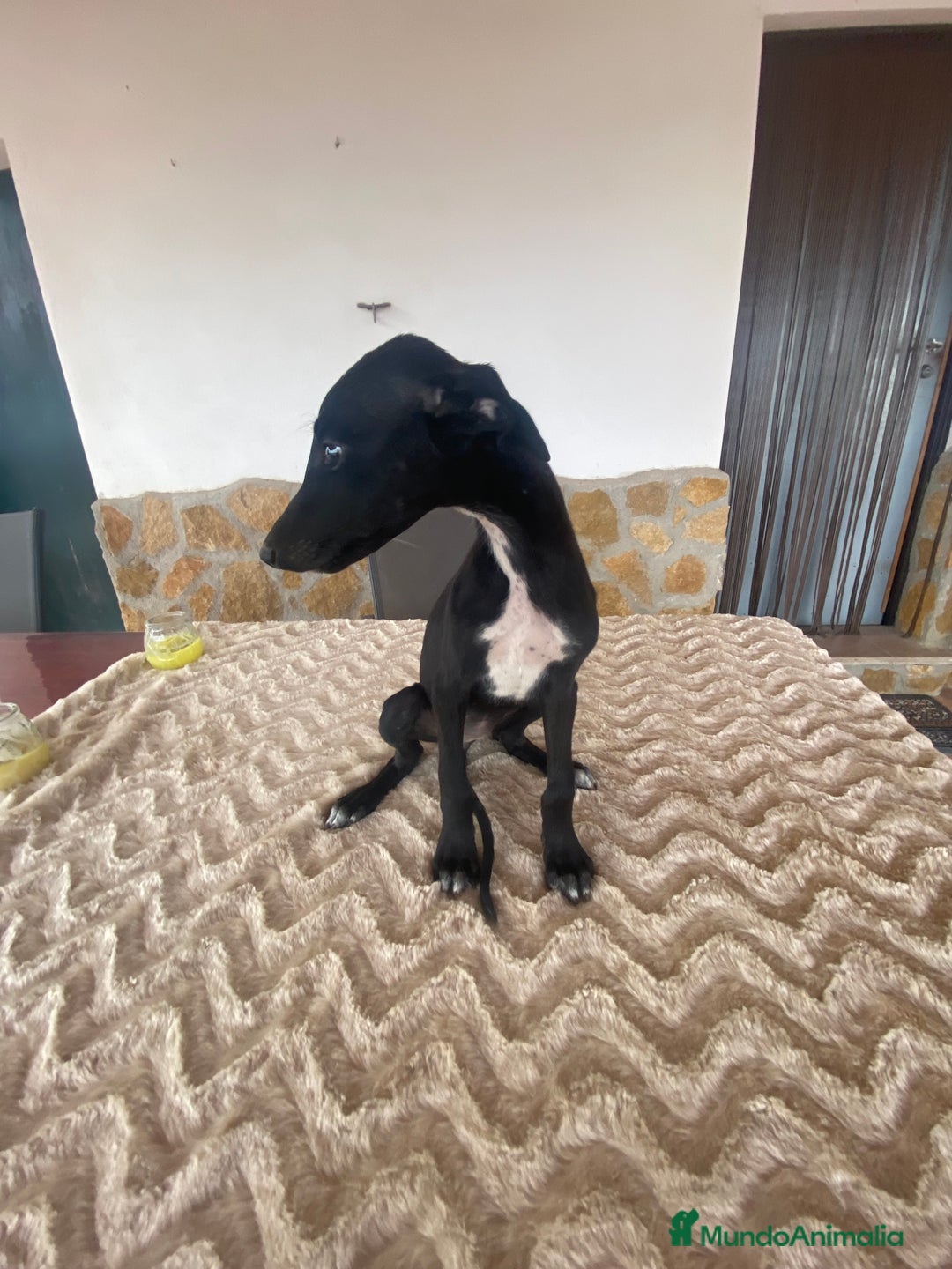 Galgo Español perros en venta: Galgo español hembra - Imagen 2