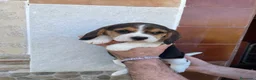 Beagle perros en venta: Beagle listos para entregar  - Anuncio 3