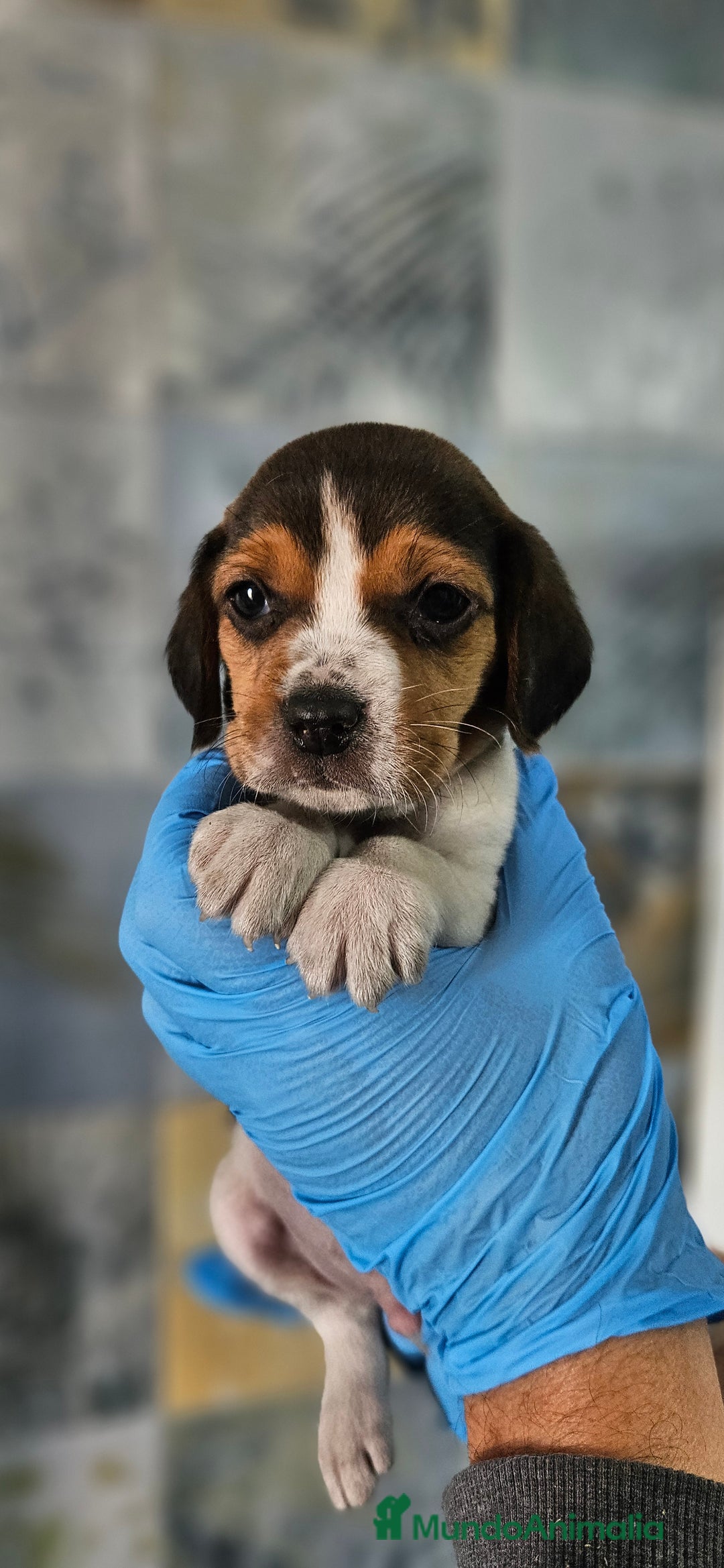 Beagle perros en venta: Beagle en jerez - Anuncio 6