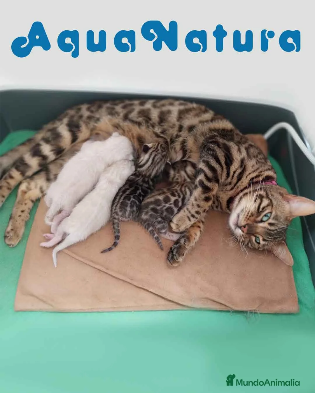 Bengalí gatos en venta: Camada Bengali AQUANATURA en Barcelona - Anuncio 3