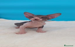 Sphynx gatos en venta: Preciosa camada de gatitos sphynx  - Imagen 9