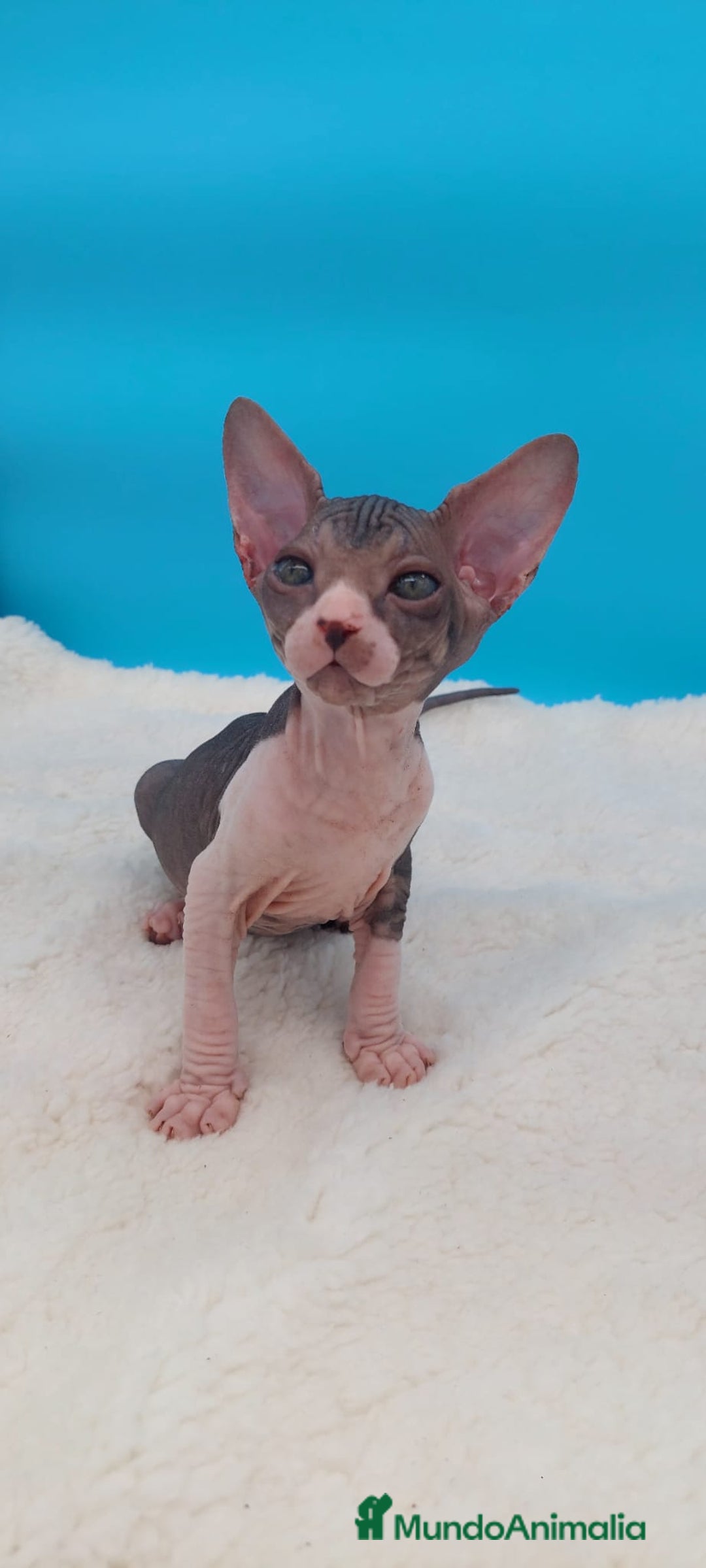 Sphynx gatos en venta: Preciosa camada de gatitos sphynx  - Imagen 9