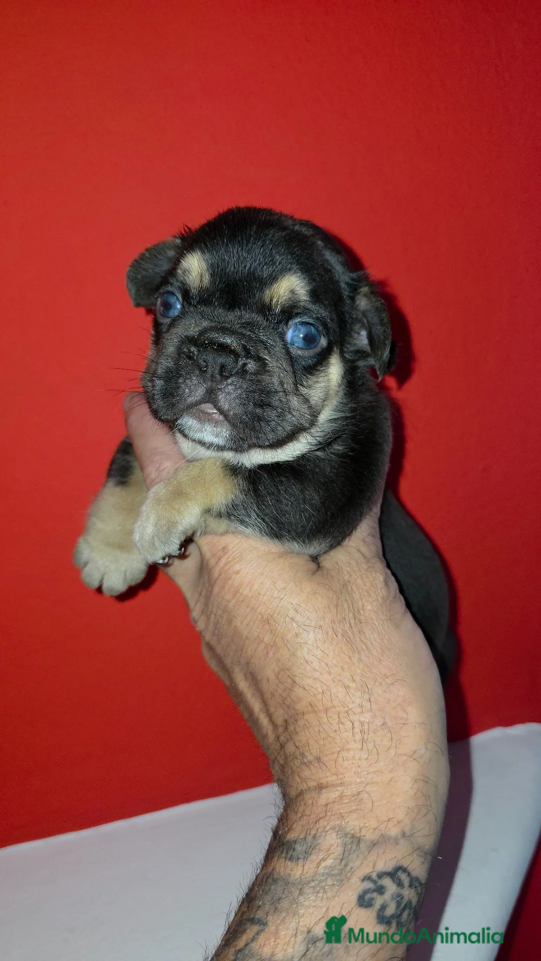 Bulldog Francés perros en venta: Bulldog francés  - Anuncio 2