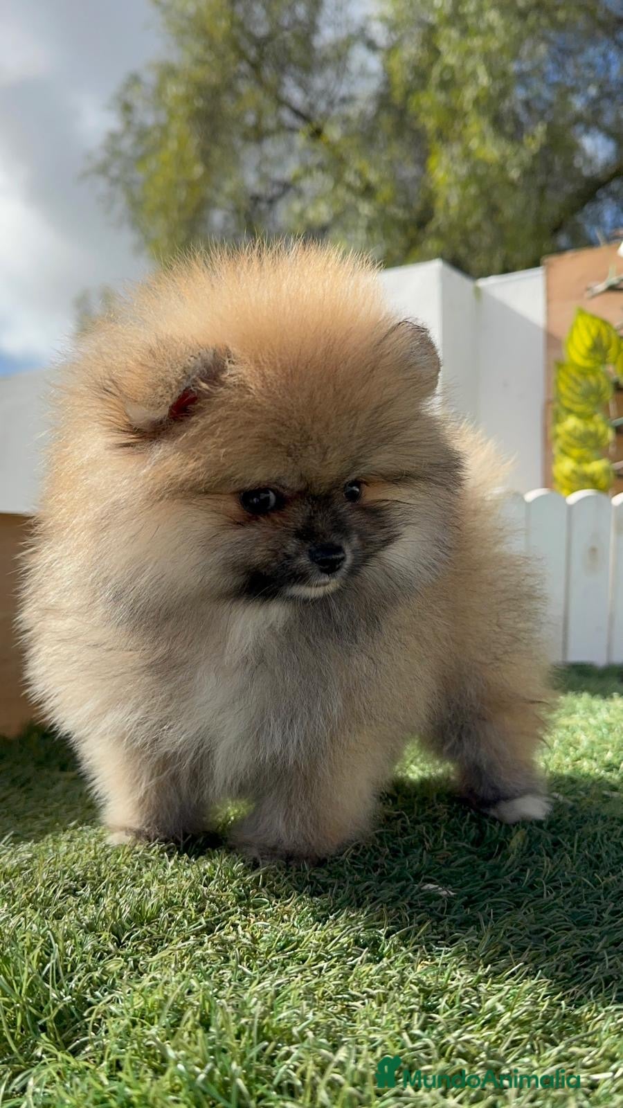 Pomerania perros POMERANIA HEMBRA - Anuncio 2