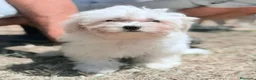 Bichón Maltés perros en venta: BICHÓN MALTÉS  - Anuncio 1