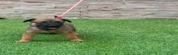 Pastor Belga Malinois perros en venta: Cachorros pastor belga Malinois  - Anuncio 2