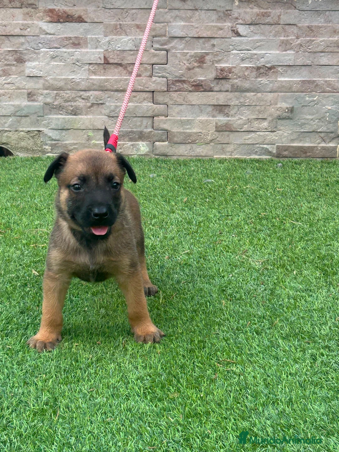 Pastor Belga Malinois perros en venta: Cachorros pastor belga Malinois  - Anuncio 2
