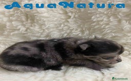 Pomchi perros en venta: Pomchi Hembra 1 de Aspi y Manchitas AQUANATURA - Imagen 4