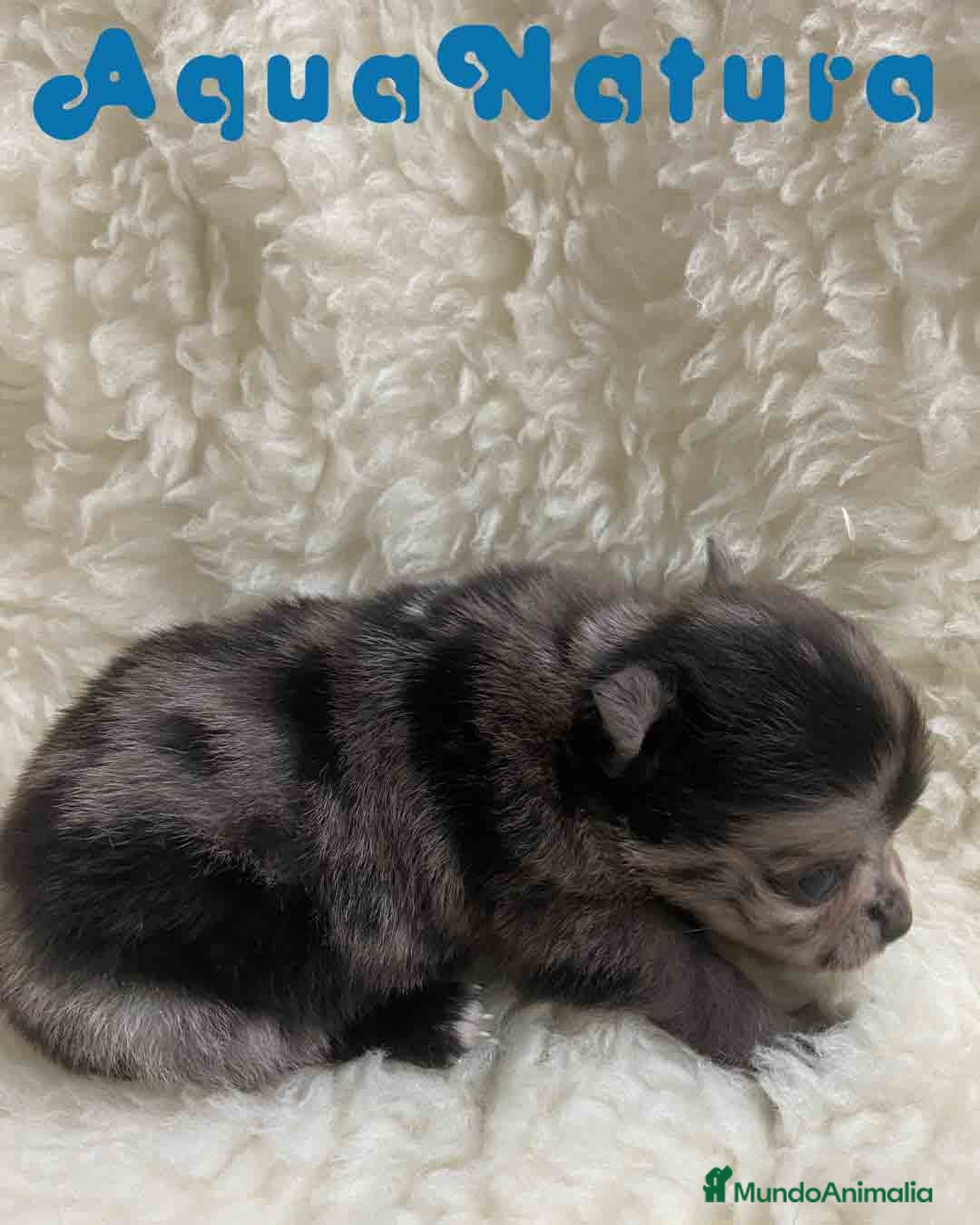 Pomchi perros en venta: Pomchi Hembra 1 de Aspi y Manchitas AQUANATURA - Imagen 4