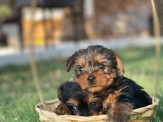 Yorkshire Terrier perros en Ciudad Real - Anuncio 13