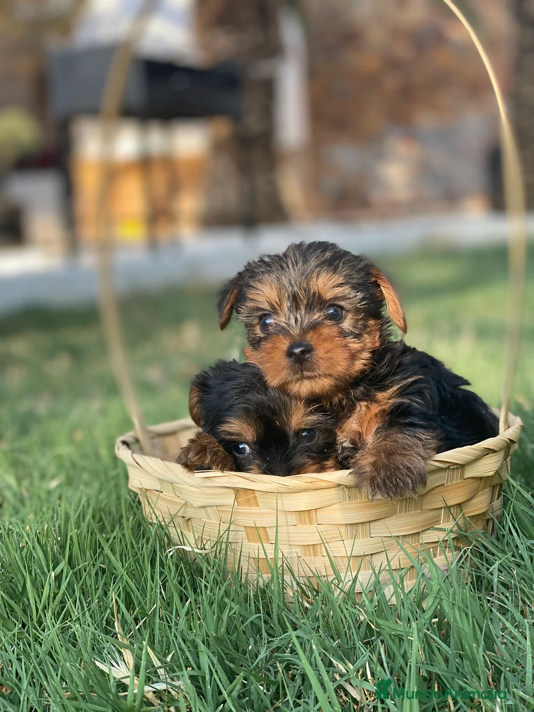 Yorkshire Terrier perros en venta: Yorkshire miniatura !  en Ciudad Real - Anuncio 1