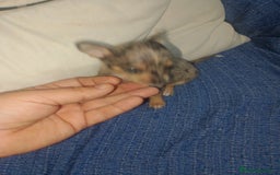 Chihuahua perros en venta: Hembra preciosa de chihuahua cabeza venado  - Imagen 5