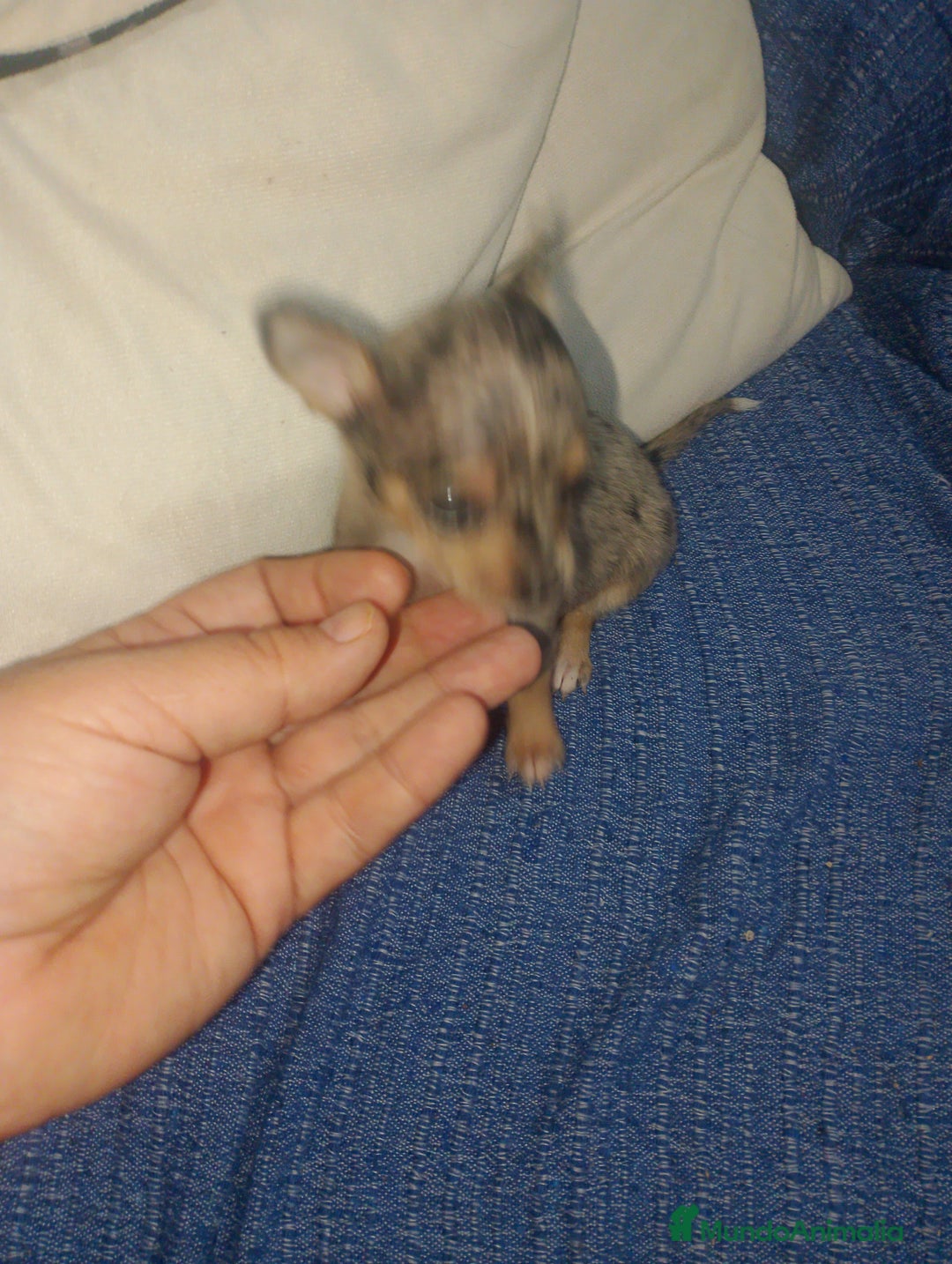 Chihuahua perros en venta: Hembra preciosa de chihuahua cabeza venado  - Imagen 5