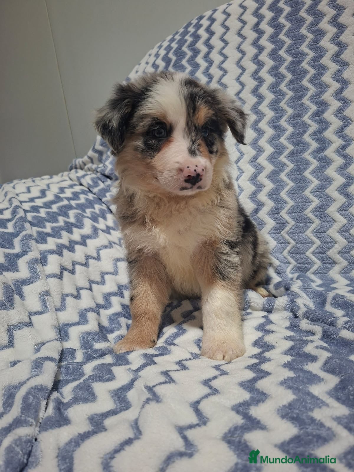 Border Collie perros Border Collie merle - Anuncio 1