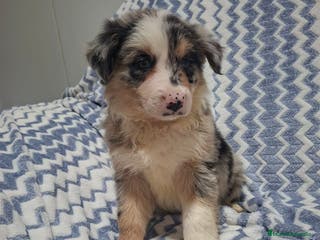 Border Collie perros Border Collie merle - Anuncio 2