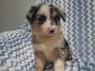 Border Collie perros Border Collie merle - Anuncio 3