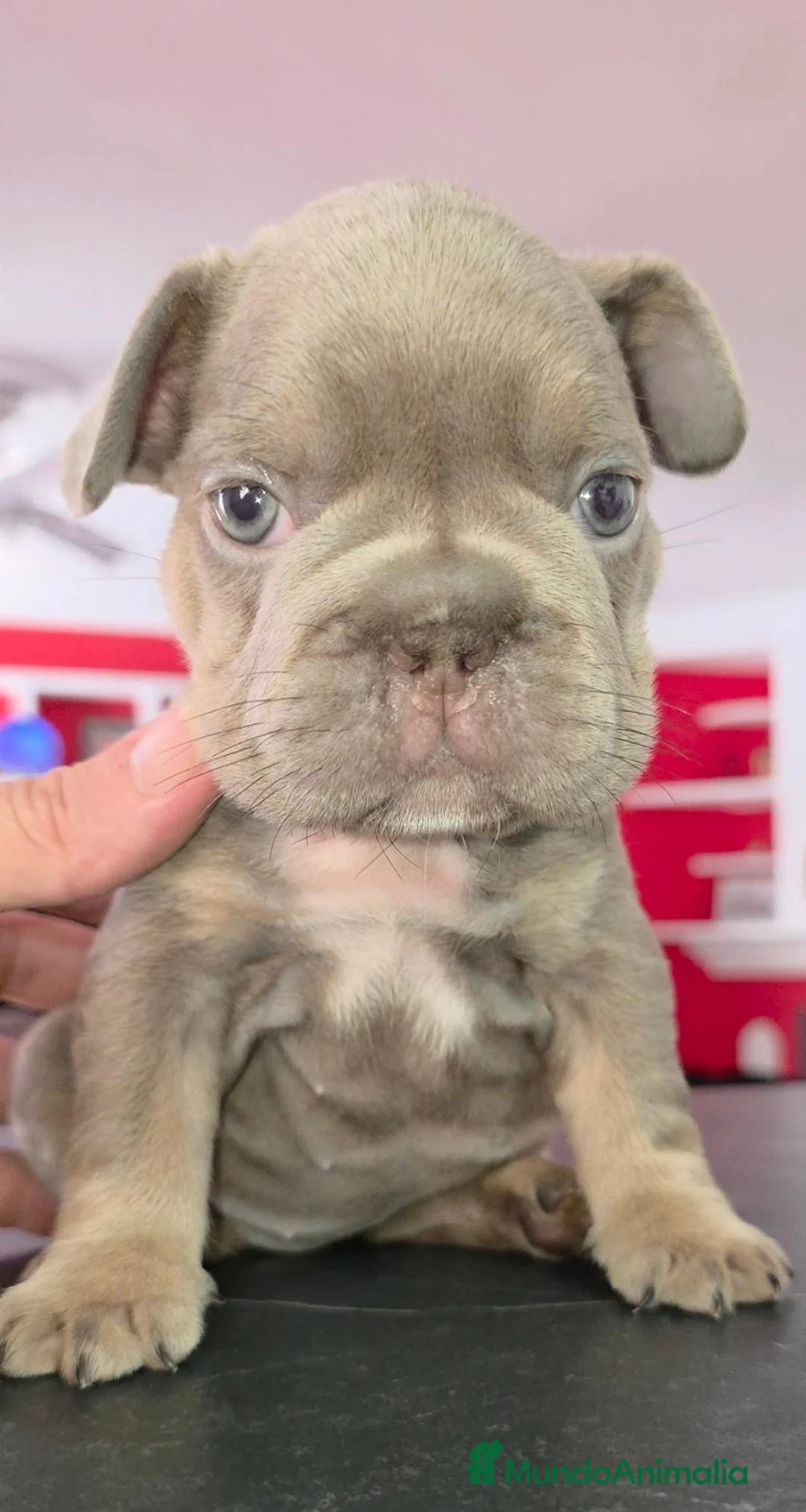 Bulldog Francés perros en venta: Fluffys bulldog  - Anuncio 6