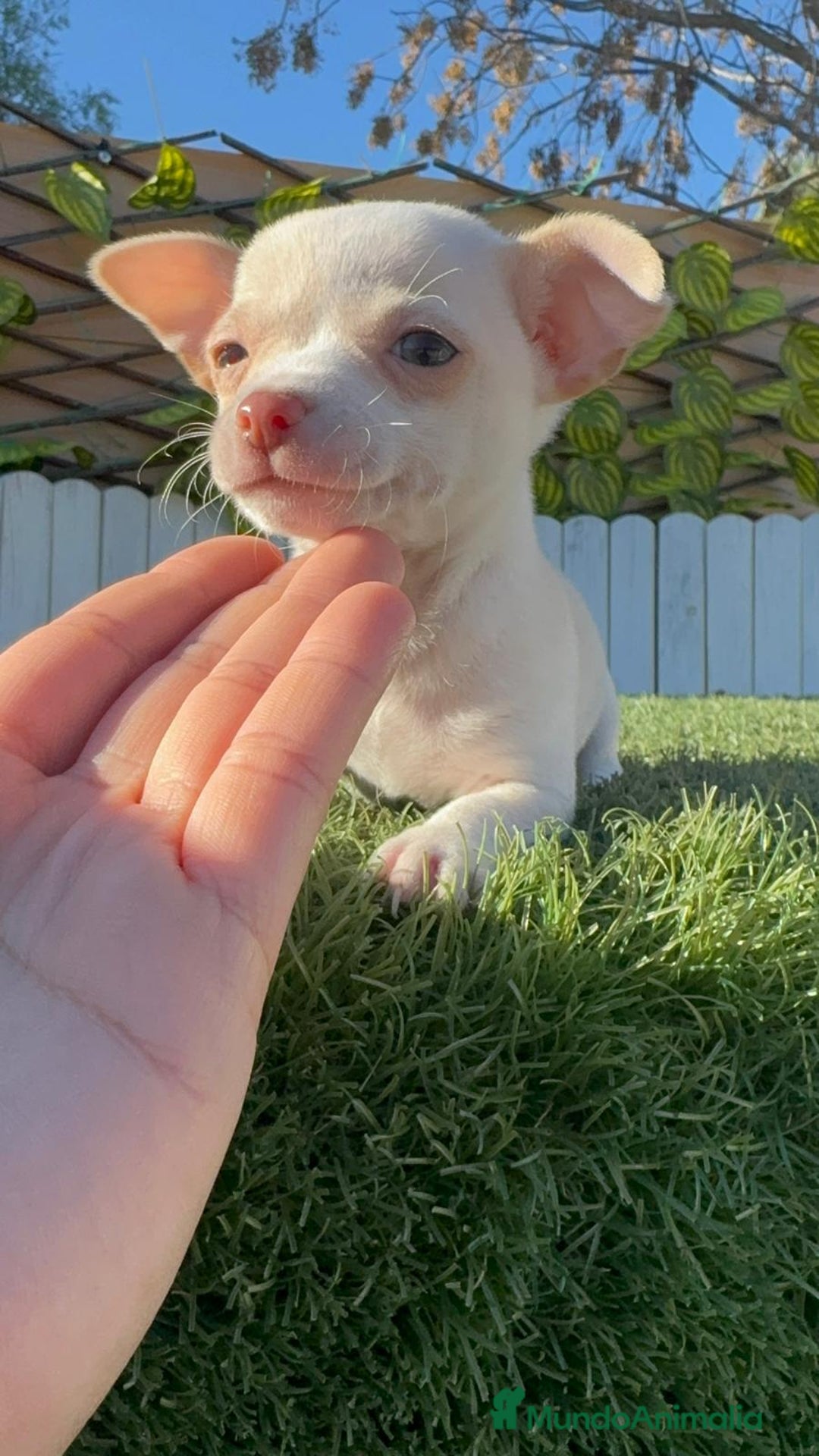Chihuahua perros en venta: CHIHUAHUA MACHO - Anuncio 2