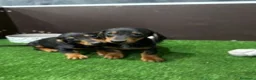 Teckel perros en venta: TECKEL NEGRO Y FUEGO - Anuncio 1