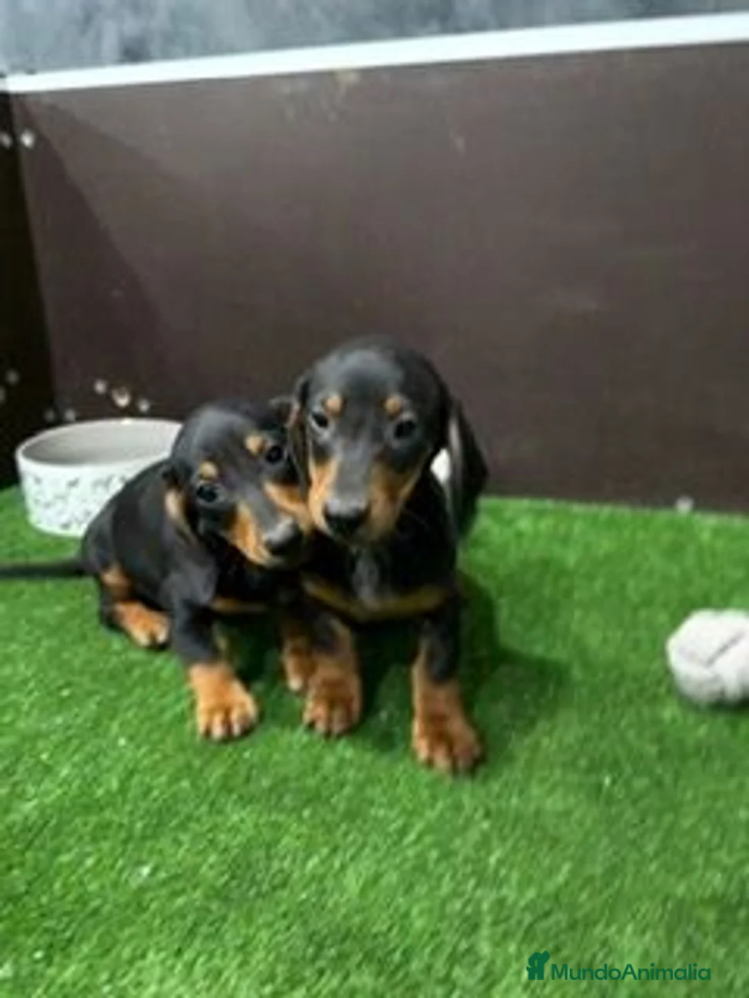Teckel perros en venta: TECKEL NEGRO Y FUEGO - Anuncio 1