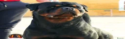 Rottweiler perros para monta: Rottweiler Montas - Anuncio 2