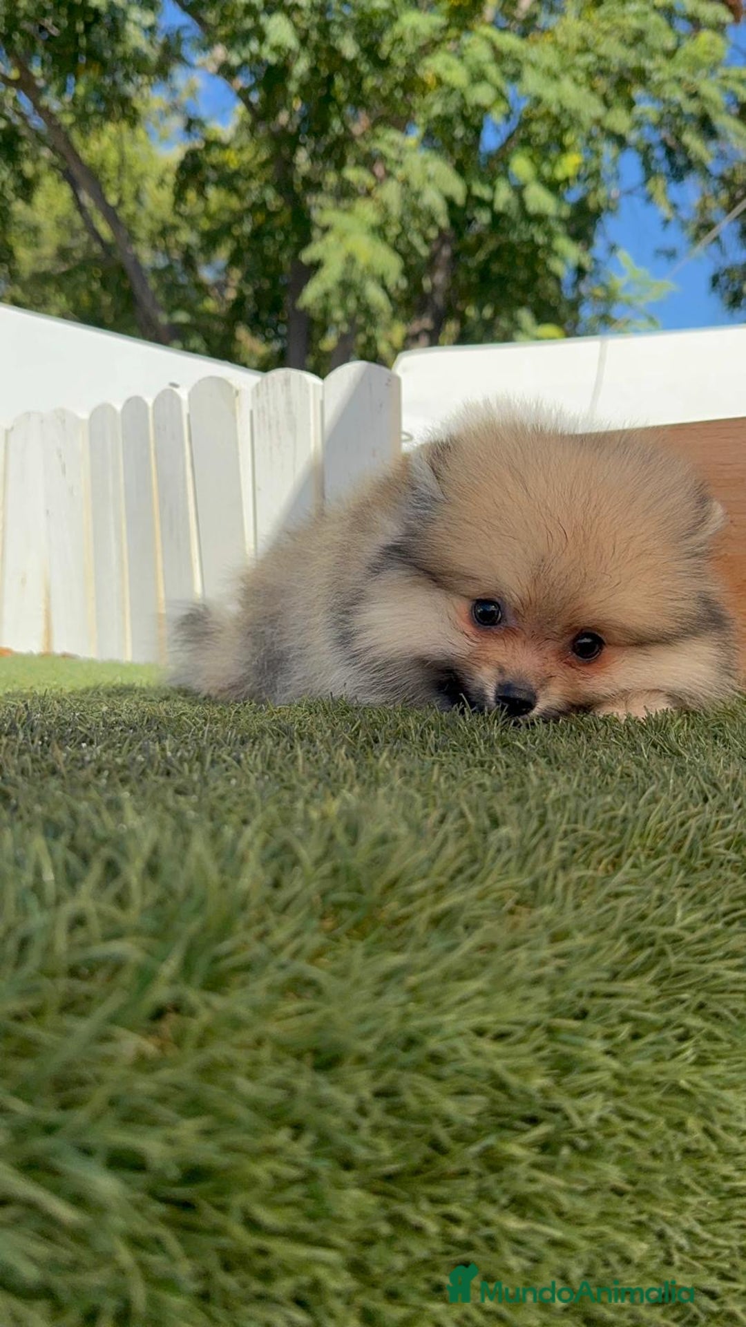 Pomerania perros en venta: POMERANIA - Imagen 14