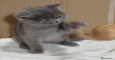 Británico de Pelo Corto gatos British Shorthair, último machito  - Anuncio 14