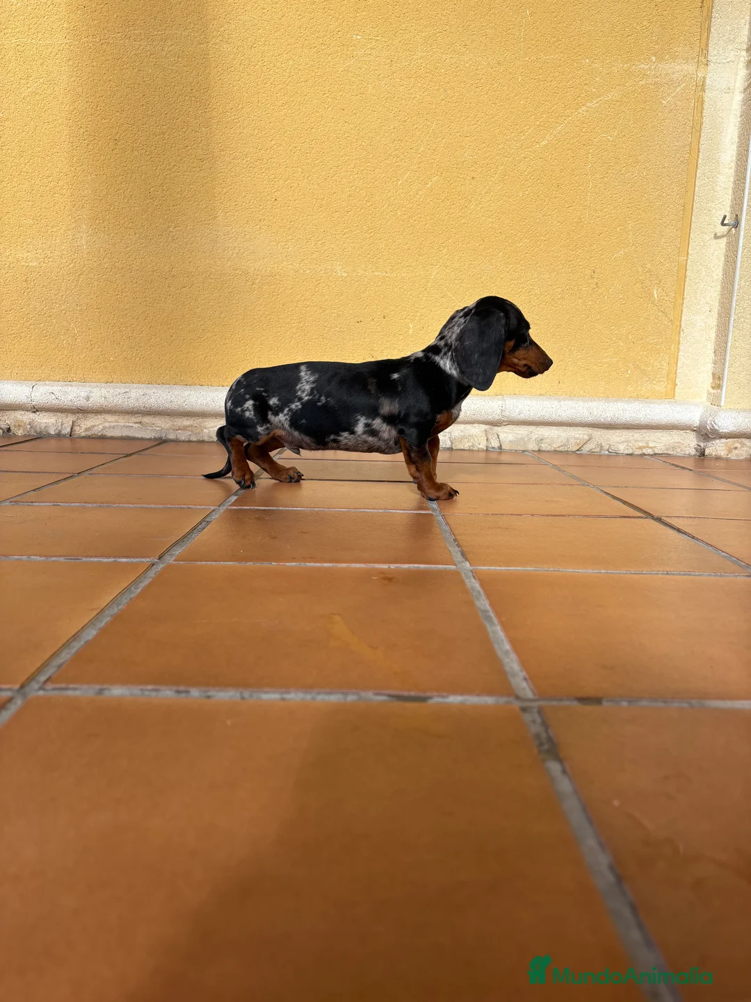 Teckel Miniatura perros en venta: Teckel miniatura macho arlequín Merle plata  - Anuncio 16