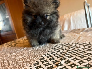 Pomerania perros - Anuncio 35