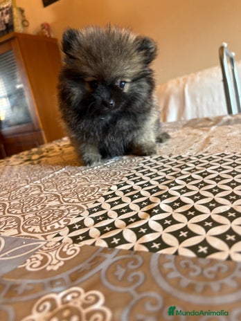 Pomerania perros - Anuncio 19