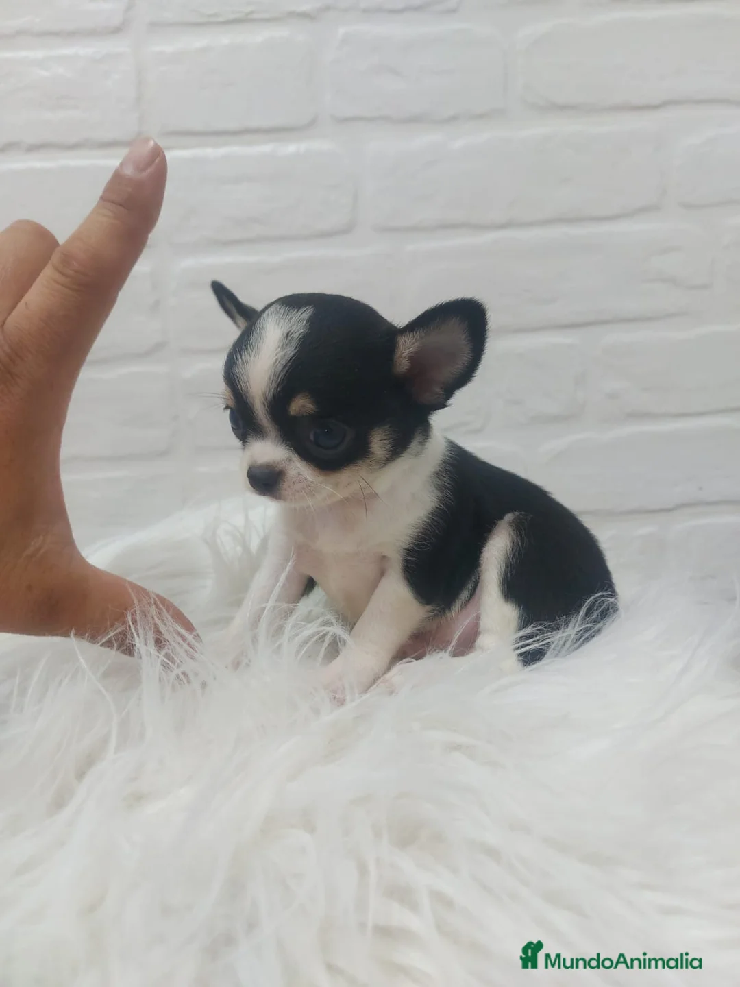 Chihuahua perros en venta: PRECIOSOS CHIHUAHUAS, CHATOS, CABEZA DE MANZANA en Sevilla - Anuncio 2