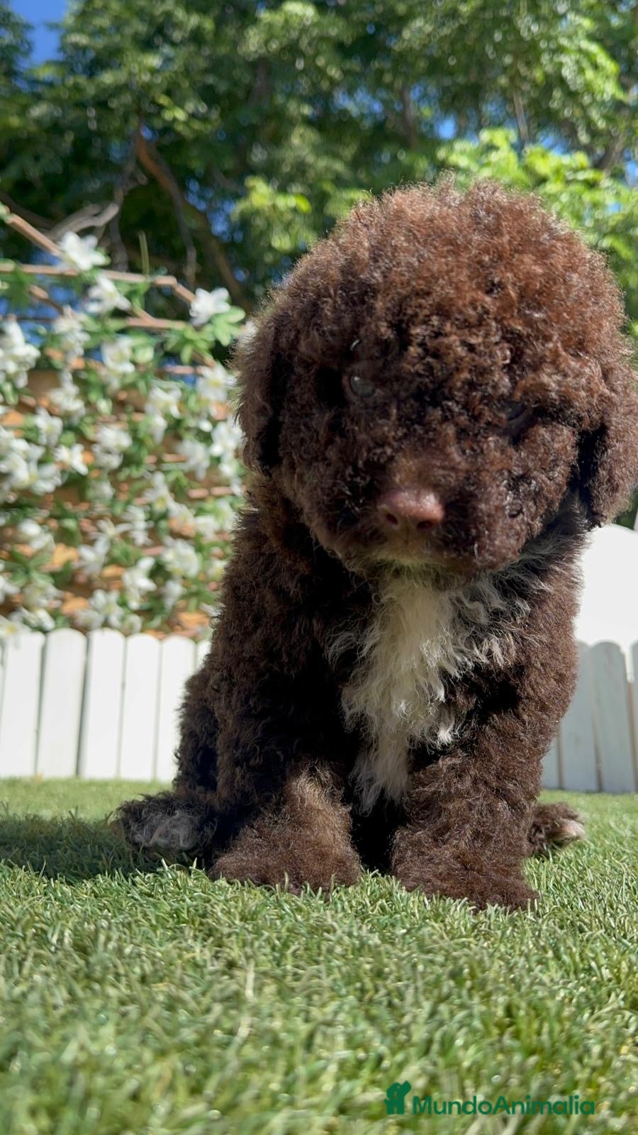 Perro de Agua Español perros en venta: PERRO DE AGUA ESPAÑOL - Anuncio 9