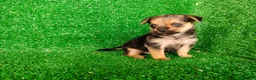 Yorkshire Terrier perros en venta: yorkshire terrier - Anuncio 7