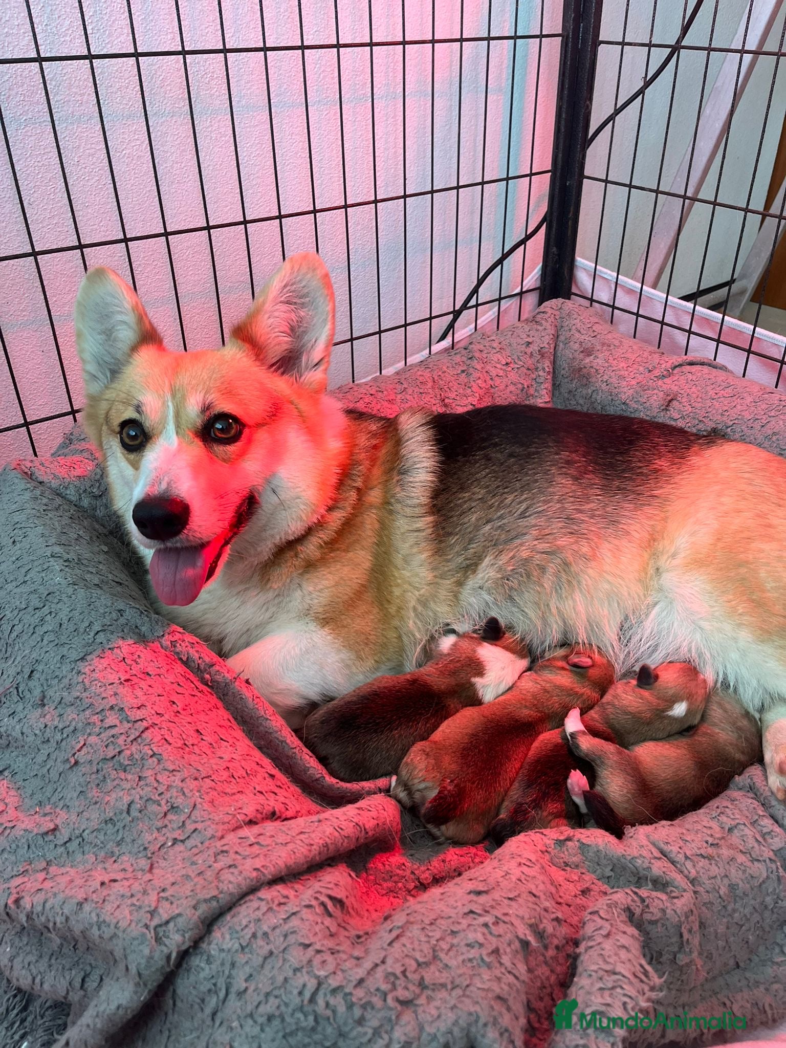 Welsh Corgi Pembroke perros Preciosas cachorras de Welsh corgi Pembroke - Anuncio 2