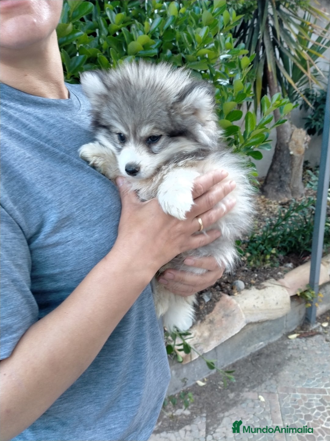 Pomsky perros en venta: Pomskys  - Anuncio 1