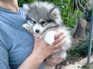 Pomsky perros Pomskys - Anuncio 1