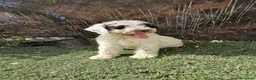 Perro de Agua Español perros en venta: PERRO DE AGUA  - Anuncio 2
